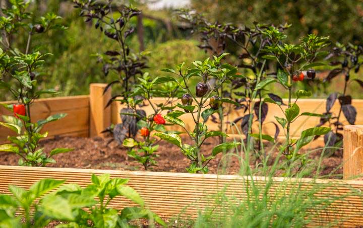 Garden bed with red peppers growing.