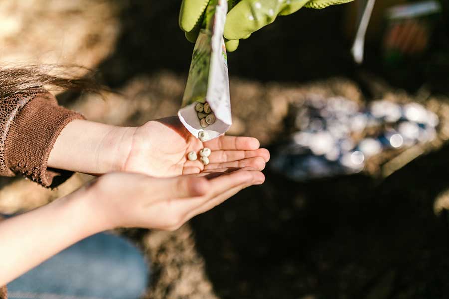 A child's hands hold onto small seeds for the garden.